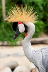 Wildlife portrait of Grey Crowned Crane (Balearica regulorum), a majestic species from Africa.
