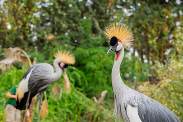 Elegant African Grey Crowned Crane with distinctive crest and vibrant head markings in natural habitat.