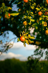 Apfel im Herbst © Sven