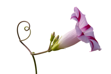 Delicate pink and white striped bell flower with curled stem isolated on transparent background
