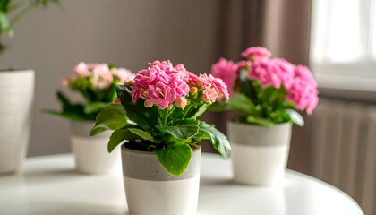 Fototapeta premium Close-up of several potted flowers with vibrant pink blooms and lush green leaves, on a white table