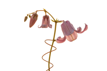 Delicate pink bell shaped flowers with twisting stem isolated on transparent background
