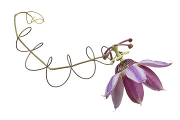 Fototapeta premium Delicate pink columbine flower with curled stem isolated on transparent background