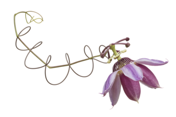 Delicate pink columbine flower with curled stem isolated on transparent background