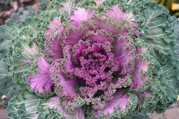 Close-Up of Vibrant Kale with Purple and Green Leaves