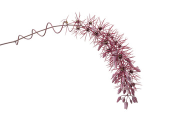 Delicate pink foxtail grass seed head with twisted stem isolated on transparent background