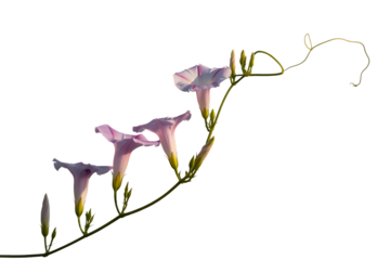 Delicate pink morning glory flowers blooming on a vine isolated on transparent background