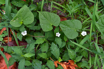 小さな花が3つ並んだマメアサガオ