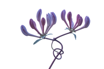 Delicate purple and pink honeysuckle flower buds isolated on transparent background