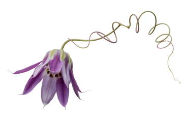 Delicate purple bell shaped flower with long tendril isolated on transparent background