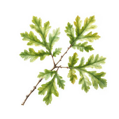 Oak branch with green summer leaves. Watercolor digital illustration. Spring leaves on a tree branch, isolated on a white background. Suitable for cards, invitations, banners, and textile printing.
