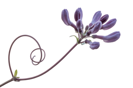Delicate purple flower bud cluster with curled stem isolated on transparent background