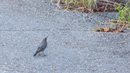 Blue Rock Thrush Standing on Asphalt Road near Coastal Area. 