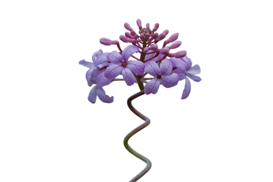 Delicate purple orchid flower with twisted stem isolated on transparent background