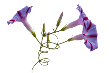 Delicate striped morning glory flowers with coiled vine isolated on transparent background