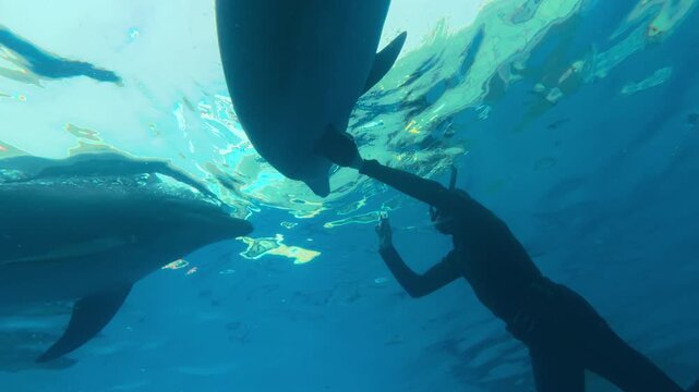 Male freediver swims below blue water surface near diving boat and films bottlenose dolphins with an action camera. Man snorkeler strokes his hand a curious dolphin and shots it with an action-camera

