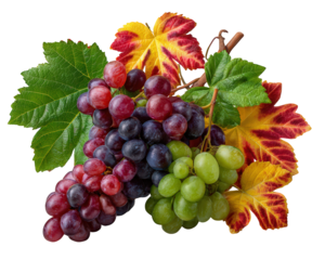 Bountiful bunch of red, green, and purple grape with colorful autumn leaf for harvest season. This fresh, ripe, and healthy fruit on vine makes great clipart