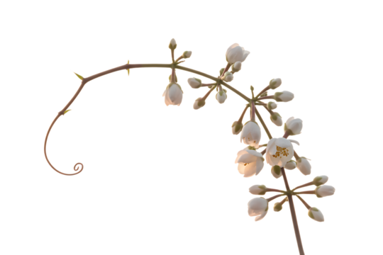 Delicate white moringa oleifera flowers and buds on a thin branch isolated on transparent background