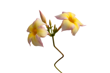 Delicate yellow trumpet shaped flowers with buds on a thin stem isolated on transparent background