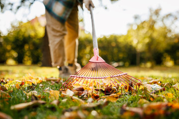 Raking fallen leaves in autumn garden. Closeup view at rake cleanup lawn in backyard. Fall season gardening