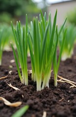Young green garlic sprouts emerge from dark soil in a garden bed. Fresh vegetable leaves grow upwards, indicating spring growth and healthy cultivation.