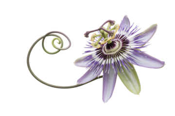 Intricate purple and white passion flower with a curled tendril isolated on transparent background