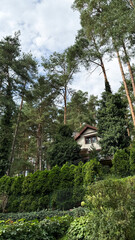 A modern house nestled among tall pine trees and lush greenery. The scene captures a serene natural environment with vibrant foliage and a clear sky