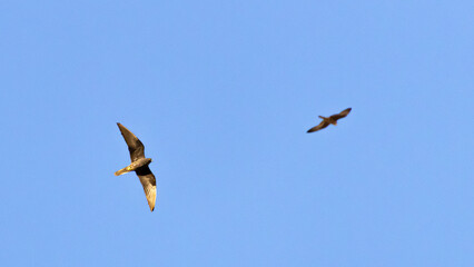 Two Eeonora's Falcon flying on a clear sky at Cyprus - Limassol
