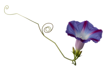 Vibrant blue morning glory flower with delicate vine tendrils isolated on transparent background