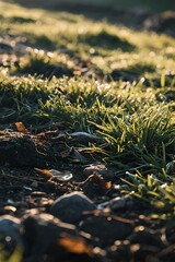 Golden Hour Sunlight Illuminates Dewy Grass and Rocky Path in Nature