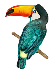 Green Blue Watercolor Tropical Animal Toucan Bird Jungle