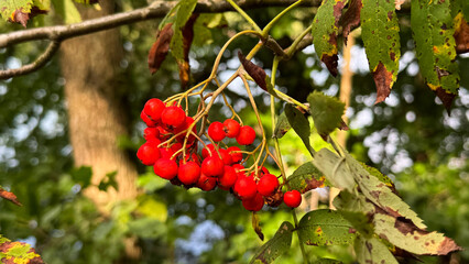 Clusters of bright red berries hang from a green leafy branch in a natural setting. The background features blurred trees and foliage