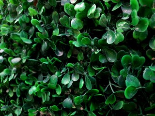 Panoramic ivy green wall surface for decoration design. Natural background texture. The wall is overgrown with green leaves. Photograph of a bright green plant background