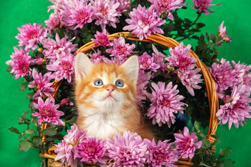 Cute ginger and white kitten sits in a basket with pink chrysanthemums on a green background