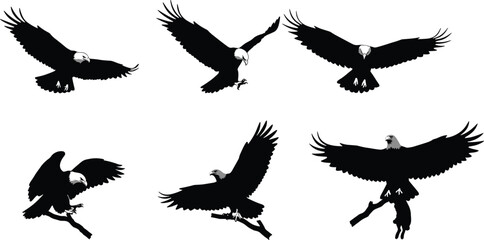 Obraz premium Bald Eagle Silhouettes in Flight and Perching Poses – Powerful Bird of Prey Vector Set for Wildlife and Nature Design Themes