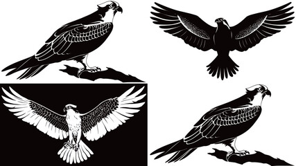 Detailed illustrations show black and white designs of birds of prey, featuring different poses including flight and perching. The artwork highlights their graceful forms.