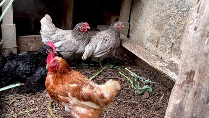 chickens of different breeds in a farm