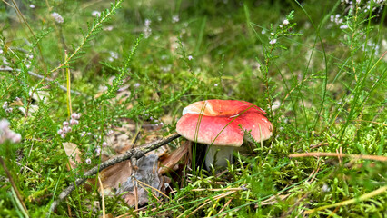 A vibrant red mushroom grows amidst green grass and small flowers in a natural setting. The scene captures the beauty of nature and biodiversity