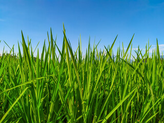 Vibrant Green Rice Paddy Field Under Clear Blue Sky on a Sunny Summer Day