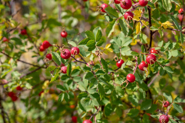 Rosa woodsii is a species of wild rose. Woods' rose, interior rose, common wild rose. U.S. Route 14 or U.S. Highway 14 (US 14). Yellowstone National Park, Wyoming

