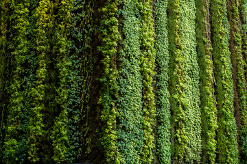 Vertical green wall facade with lush vegetation demonstrating sustainable architecture, environmental innovation and urban ecological identity