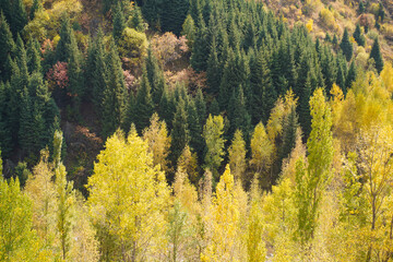 Close-up of golden yellow poplar trees against dark coniferous forest