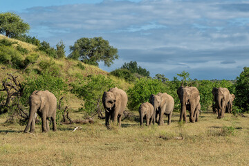 Fototapeta premium Elephant herd hanging around in a Game Reserve in the Tuli Block in Botswana.