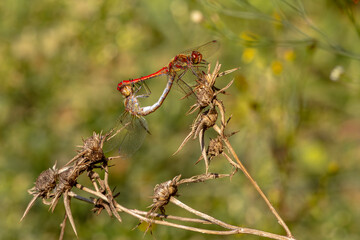 Macro close up of two mating dragonflies of the genus Sympetrum resting on a dry plant in summer natural habitat.