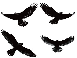 Obraz premium Multiple silhouetted birds soar in the air, displaying various wing positions. The images capture their elegance and freedom as they navigate the open sky.