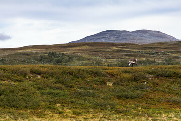 Fototapeta premium Reindeer grazing in autumn mountain nature landscape in Sweden.
