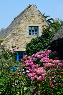 Casa tradicional con tejado de paja rodeada de hortensias en Kercanic, Breta&ntilde;a, Francia