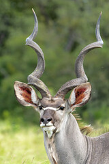 Portrait of a male Greater Kudu (Tragelaphus strepsiceros) in Kruger National Park in South Africa