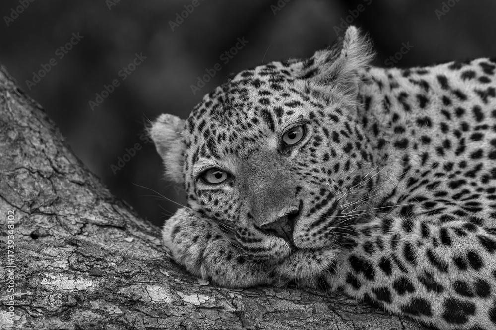 Wall mural leopard resting in black and white in sabi sands game reserve in the greater kruger region in south 
