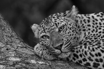 Leopard resting in black and white in Sabi Sands Game Reserve in the Greater Kruger Region in South Africa